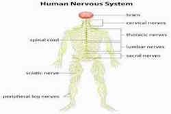 Human Nervous System